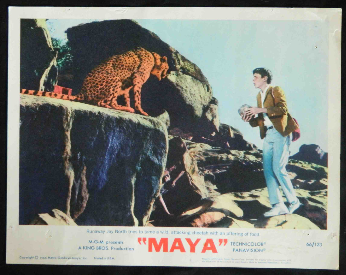 MAYA (8) (1966) — Original Australian Lobby Card