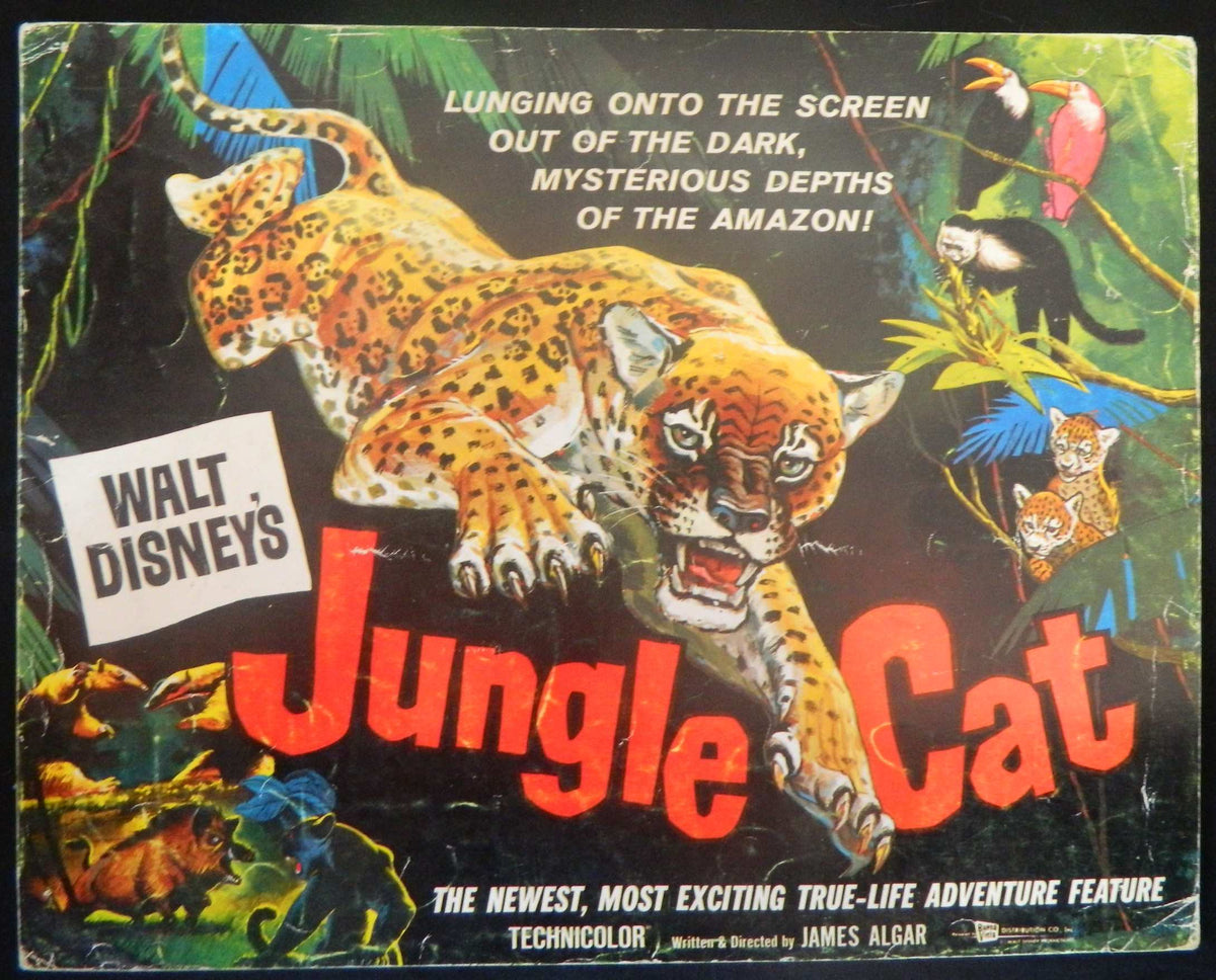 JUNGLE CAT  (1)(1960) RE-RELEASE  — Original Australian Lobby Card