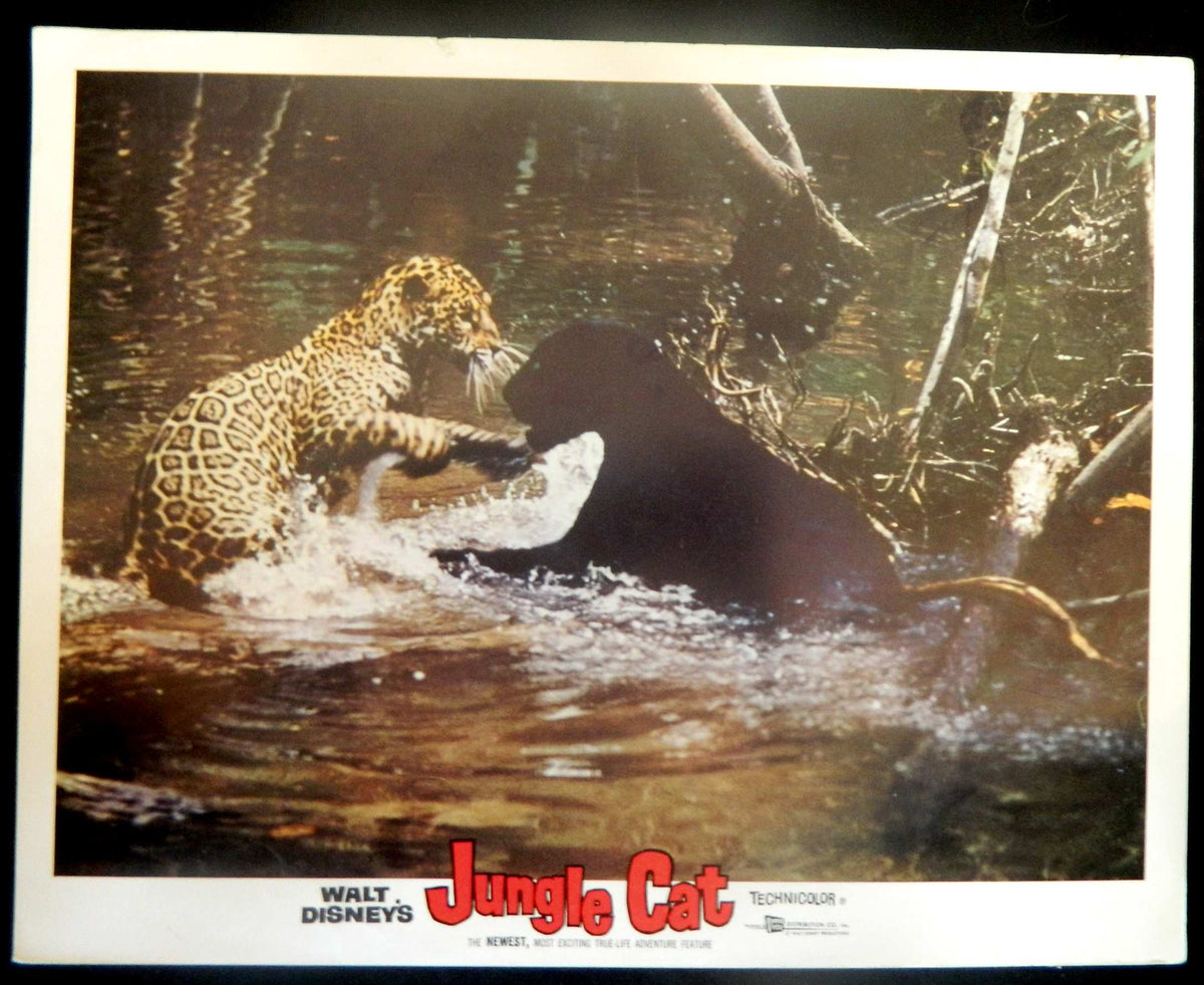 JUNGLE CAT  (8)(1960) RE-RELEASE  — Original Australian Lobby Card