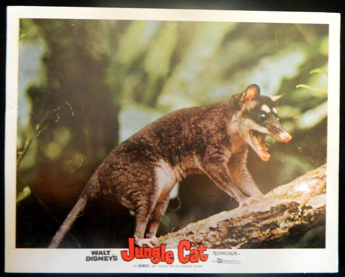 JUNGLE CAT  (7)(1960) RE-RELEASE  — Original Australian Lobby Card