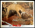JUNGLE CAT  (6)(1960) RE-RELEASE  — Original Australian Lobby Card
