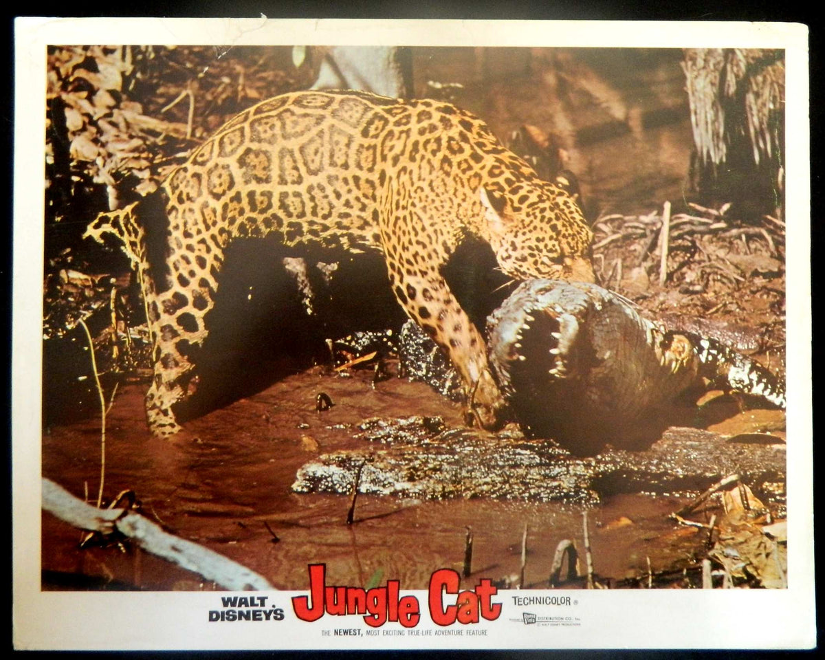 JUNGLE CAT  (6)(1960) RE-RELEASE  — Original Australian Lobby Card
