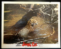 JUNGLE CAT  (5)(1960) RE-RELEASE  — Original Australian Lobby Card