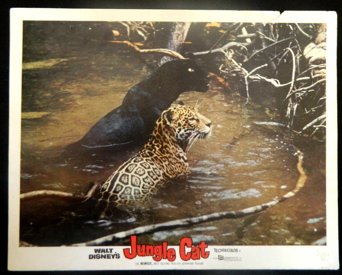 JUNGLE CAT  (5)(1960) RE-RELEASE  — Original Australian Lobby Card