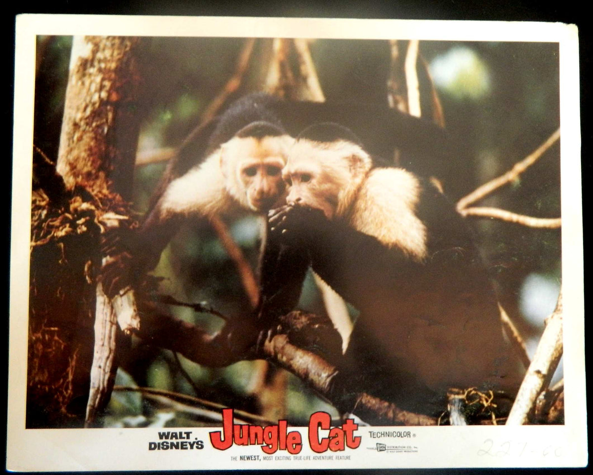 JUNGLE CAT  (4)(1960) RE-RELEASE  — Original Australian Lobby Card