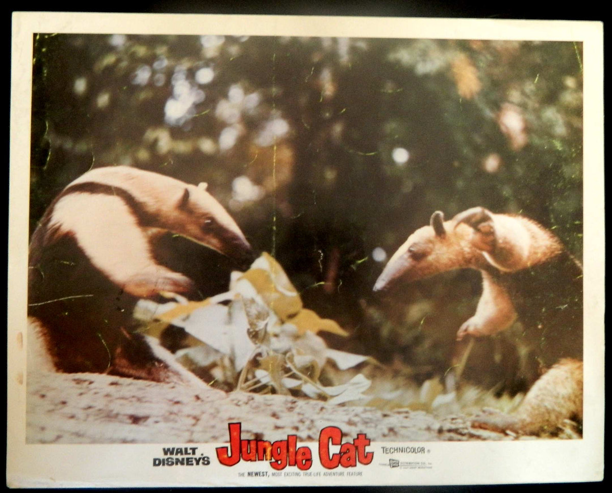 JUNGLE CAT  (3)(1960) RE-RELEASE  — Original Australian Lobby Card