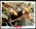 JUNGLE CAT  (2)(1960) RE-RELEASE  — Original Australian Lobby Card