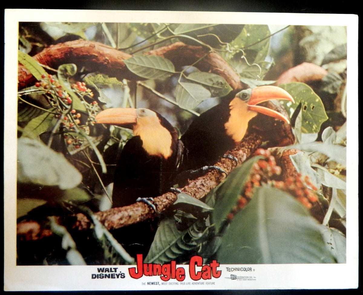 JUNGLE CAT  (2)(1960) RE-RELEASE  — Original Australian Lobby Card